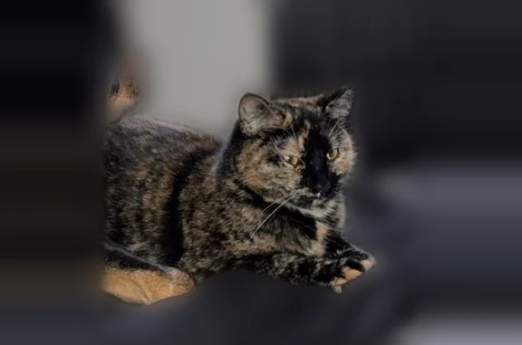Animaux perdus Cognac, photo: Chat perdu, Rue Millardet, 140, Cognac - chatte écaille de tortue, très sociable