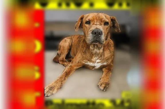 Lost dog, Fieldmoor Court, 5919, Palmetto - male - photo