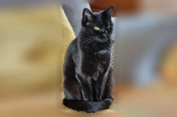 Chat perdu, Paris, photo: Perdu chat, La Terre au Pot, Les Bordes, Paris - femelle noire avec tache blanche sous le cou