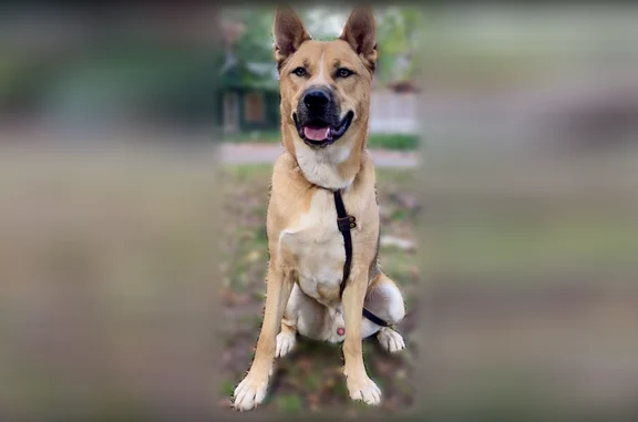 Lost dog, Scenic Drive, Virginia, Manhattan - male - photo