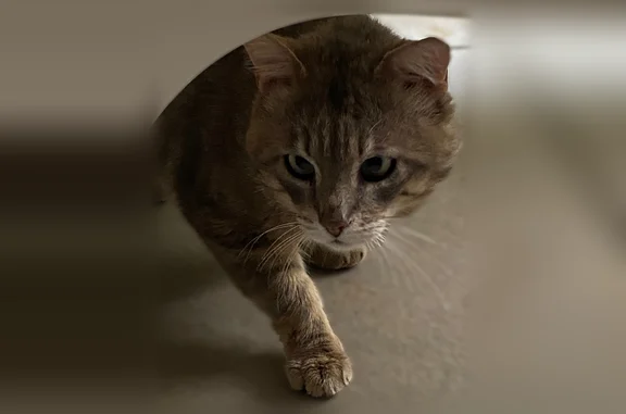 Animaux trouvés Châtenay-Malabry, photo: Chat trouvé, Avenue Jean Jaurès, 183, Châtenay-Malabry - poils longs, yeux verts