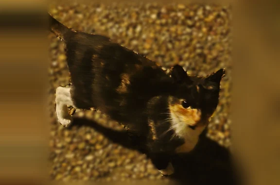 Chat trouvé Bias, photo: Chat trouvé, Rue Jean Malbec, Bias - femelle écaille de tortue sociable
