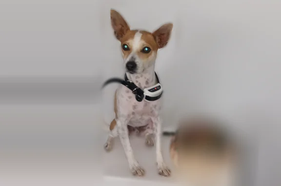 Lost dog, 12th Avenue Northeast, Jacksonville - male Jack Russell mix Bentley - photo