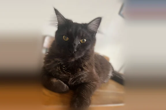 Animaux perdus Savigny-sur-Orge, photo: Chat perdu, Avenue Charles de Gaulle, 42, Savigny-sur-Orge - mâle castré, yeux jaunes en amande
