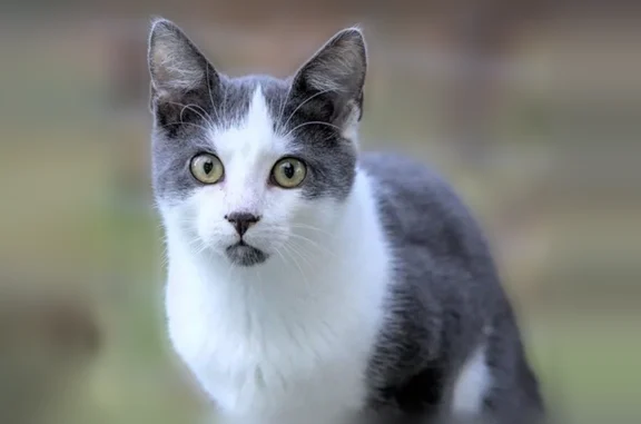 Chat perdu, Mecé, Bretagne, Paris - gris foncé et blanc, queue courte - photo