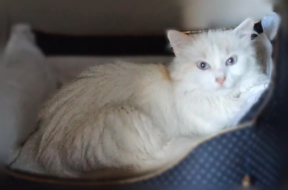 Animaux perdus Nantes, photo: Perdu chat femelle, Rue du Breil, 38, Nantes - blanche, yeux bleus