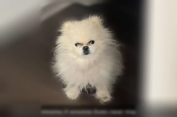 Lost dog, Elm Creek Boulevard North, 7767, Maple Grove - white fluffy, friendly, responds to Dior - photo