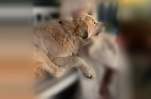 Lost dog, Bronco Rd, 3295, Wolfforth, Bangs - male - photo