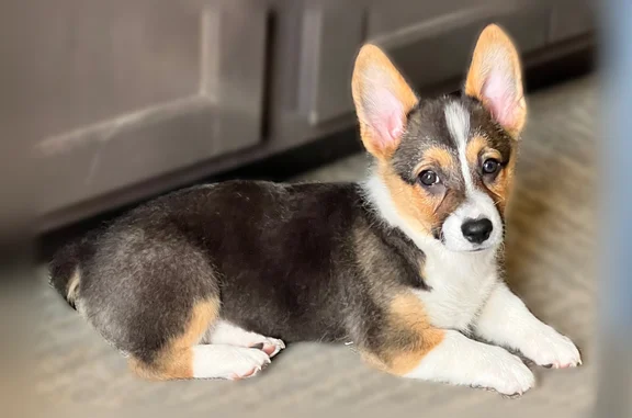 Lost dog, Pike Street, 2522, Lake Station, Lake Station - female, 14 weeks old, microchipped - photo