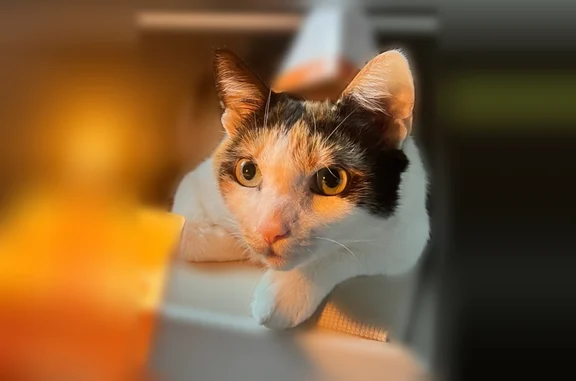 Lost cat, female, 41st Street, 24-24, Queens - calico - photo