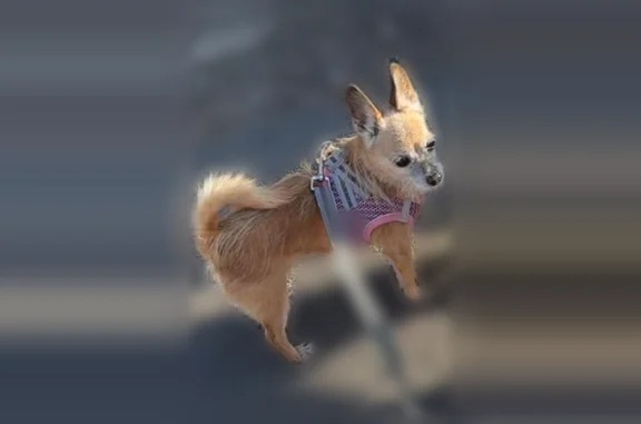 Lost dog female, Brighton Way, Reno, San Jose - tiny senior Chihuahua - photo