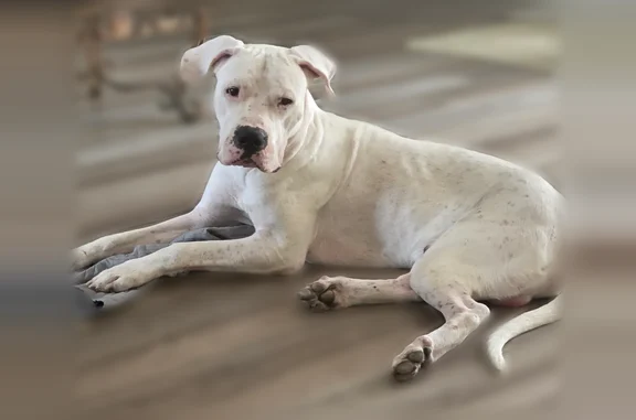 Missing dog Snellville, photo: Lost dog, Laurel Bend Drive, 4015, Snellville - male, all white