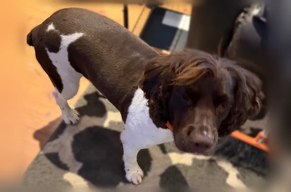 Missing dog Hugo, photo: Lost dog, Irish Avenue North, 14316, Hugo - male