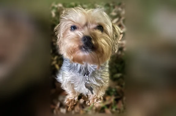 Lost pets Laredo, photo: Lost dog, Brewster Drive, 5233, Laredo - female, tiny 4 lb tan/brown/black coat