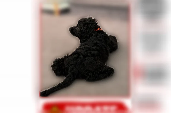 Lost dog, North Pennewell Drive, 2, Edgewood Hills, Wilmington - male, black wavy medium hair, long ears - photo