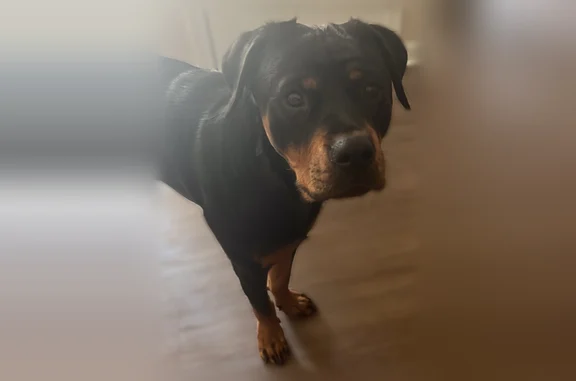 Missing dog Kansas City, photo: Lost dog, female, North 56 Street, 3005, Kansas City - friendly, about 60 lb