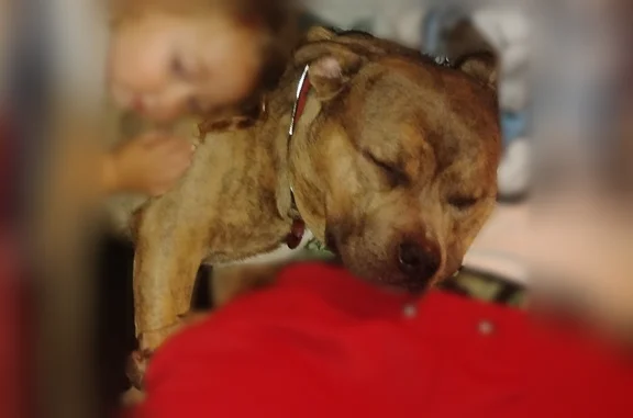 Lost dog, Mariners Way, 443, Garnett, Alpharetta - male - photo