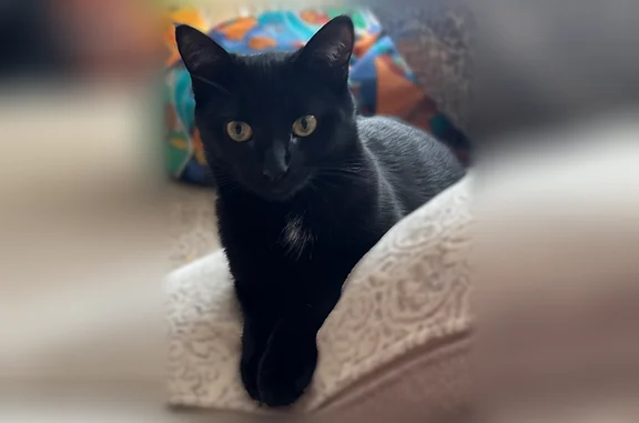 Missing cat Arlington, photo: Lost cat, Kingsley Drive, 9007, Fishers, Arlington - female black kitten, microchipped