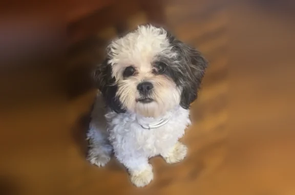 Lost dog, Walnut Street, Darby, Plymouth Meeting - photo