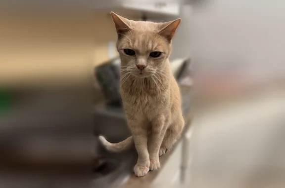 Lost cat, Tee Road, 4150, Sarasota, Manhattan - male, 15 years old, no collar - photo