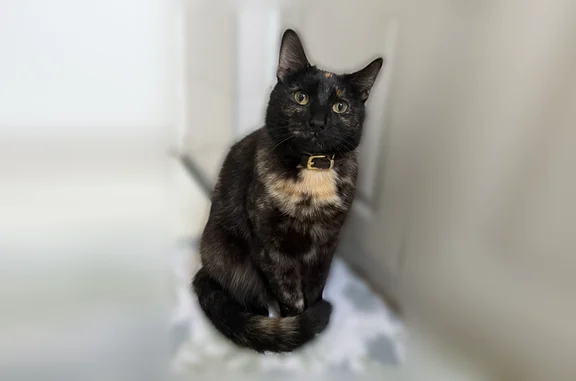 Lost cat, Cross Island Parkway, 150-65, Queens - female tortoiseshell, very friendly - photo