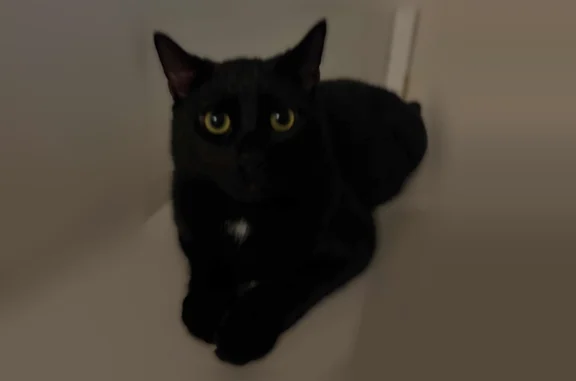 Lost cat, Fort Hamilton Parkway, 4123, Brooklyn - small neutered male - photo