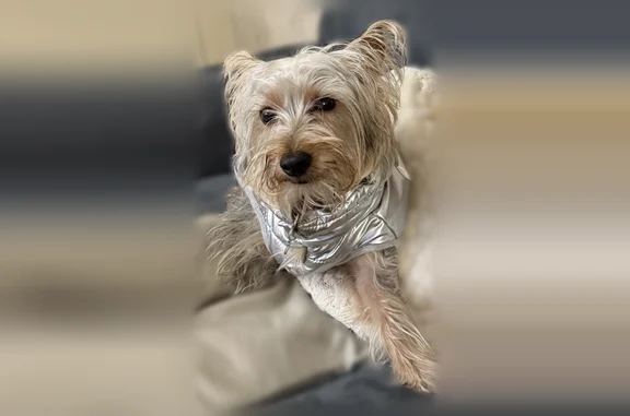 Lost dog, Hampton Street, 533, Scranton - gray color - photo