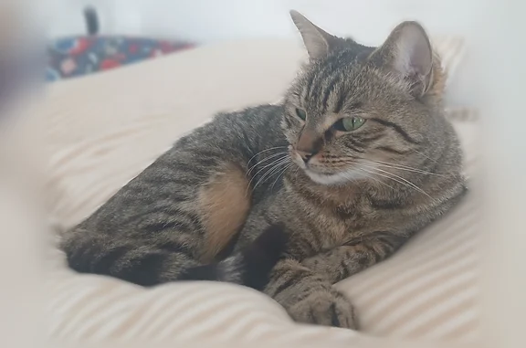 Animaux perdus Paris, photo: Perdu chat femelle, Rue Jean Jacques Rousseau, 18, Montreuil, Paris - pucée et stérilisée