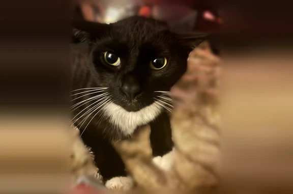 Lost cat, Teal Circle, 166, Wheeling, Aliquippa - male tuxedo cat with white paws - photo