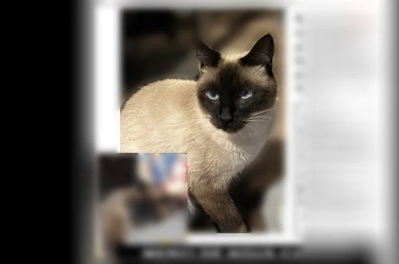 Chat perdu, Rue de la Paix, 38, Nort-sur-Erdre - femelle siamoise grise et blanche aux yeux bleus - photo