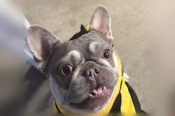 Lost dog, Sherlock Lane, 9141, Garden Grove - chunky grey French bulldog with white paws, eyes, stomach, and chin - photo