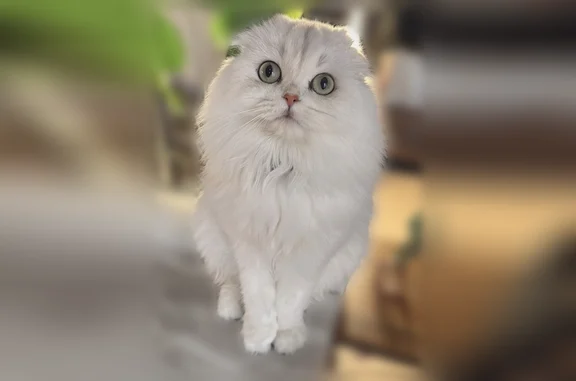 Missing cat Whittier, photo: Lost cat, Carinthia Drive, 12619, Whittier - female Scottish Fold with a grey collar