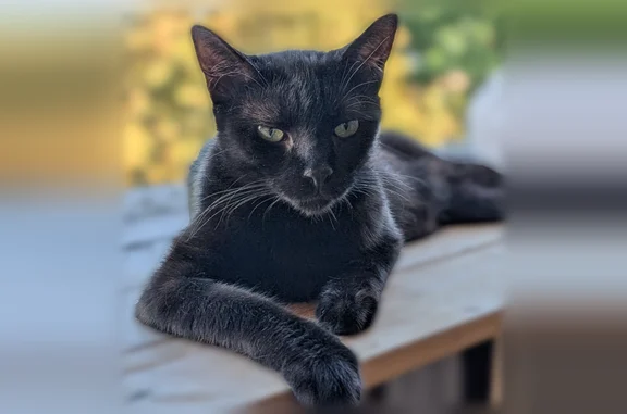 Animaux perdus Feyzin, photo: Chat perdu, Rue Hector Berlioz, 35, Lyon - noir, petite taille