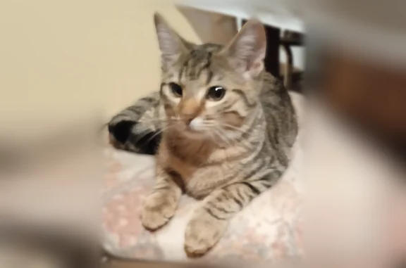 Animaux perdus Villeneuve-Saint-Georges, photo: Chat disparu Fille, Villeneuve-Saint-Georges (fl593109)