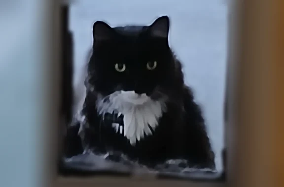 Lost cat, East Pomegranate Street, 8979, Tucson - male, black and white, about 24 lbs - photo