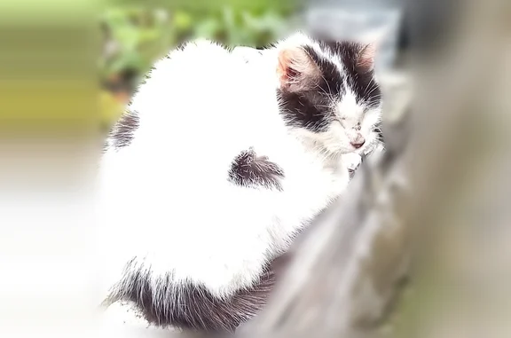 Animaux trouvés Divion, photo: Chat trouvé, Rue Brunovic, Divion - femelle, blanche avec tache noire