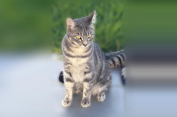 Animaux perdus Brest, photo: Chat perdu, Rue de l'Aber Benoît, Landerneau, Brest - petite chatte grise tigrée