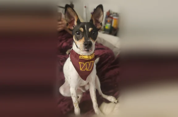 Lost dog, Lakeside Drive, Lynchburg, Arlington - male, green collar, black and white with brown - photo