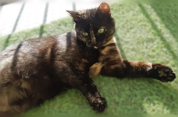 Animaux perdus Paris, photo: Perdu chat, Chemin de la Grande Côte, 356, Thurins, Paris - femelle écaille de tortue, pucée et stérilisée