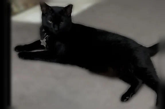 Lost cat, Franklin Avenue, 1283, Columbus - female, all black with name collar Hissy - photo