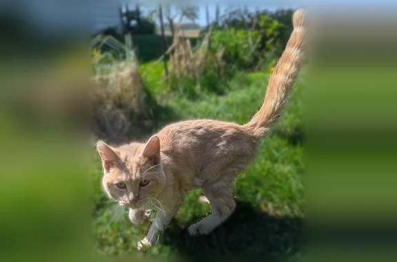 Found cat, County Highway M, 1...