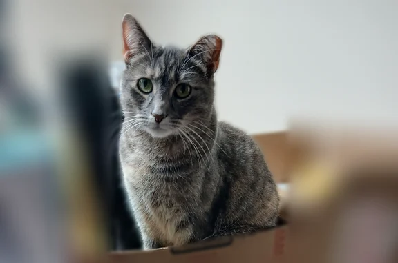 Lost cat, female, North Venoy Road, 7040, Garden City - gray tabby, clipped left ear - photo