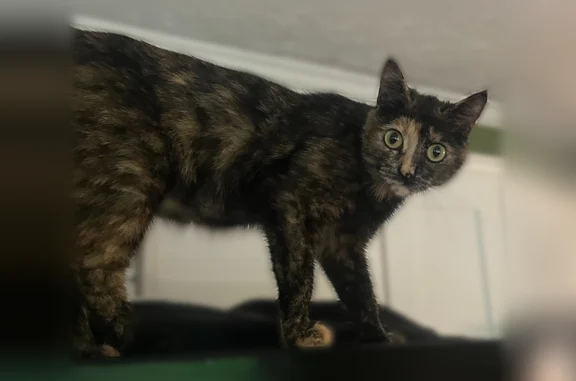 Lost cat, Hi Roc Road Northeast, Conyers - female - photo