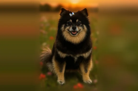 Lost dog, U.S. 377, 109, Aubrey - female - photo