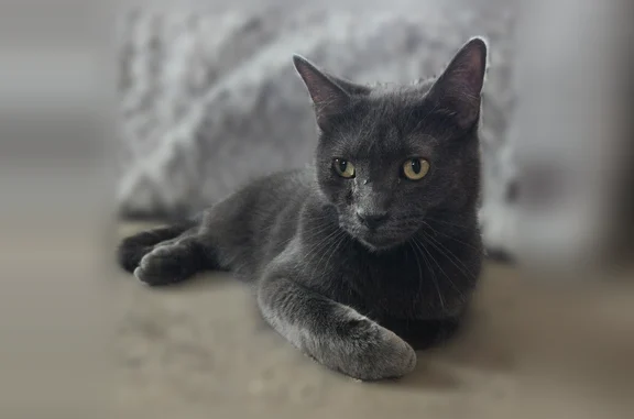 Lost cat, Stickney, Illinois, Chicago - small gray male with green eyes - photo