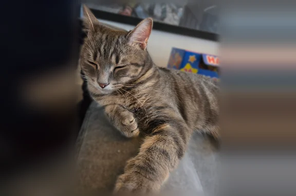Chat perdu, Rue des Frères le Montreer, Perros-Guirec - tigré, craintif - photo