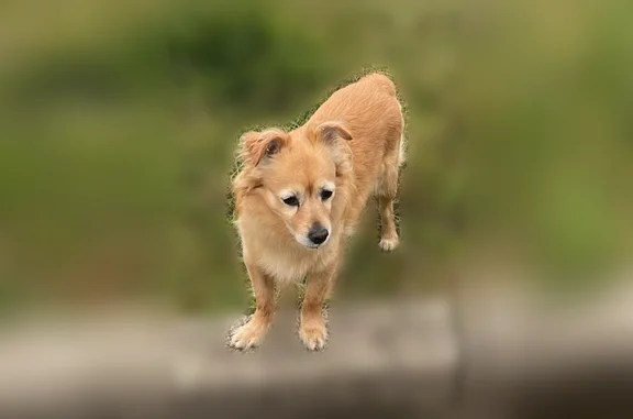 Chien trouvé Nantes, photo: Chien trouvé, Boulevard Gaston Doumergue, 2, Nantes - pucé, 12 ans