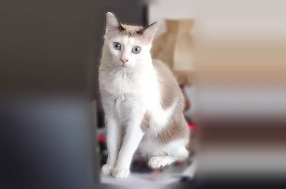 Chat perdu, Paris, photo: Chat perdu femelle, Rue des Plants Pourpres, 7, Cergy, Paris - blanche, yeux bleus