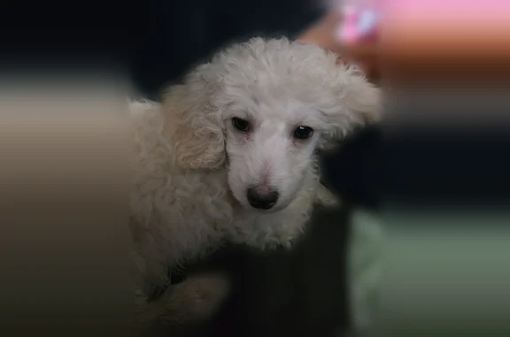 Lost dog, Cranford Road Northwest, 1551, Arab - female, white poodle-looking puppy, tan ears, no collar - photo