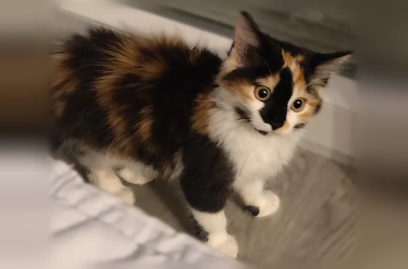 Animaux perdus Hagondange, photo: Perdu chat femelle, Hagondange - tricolore